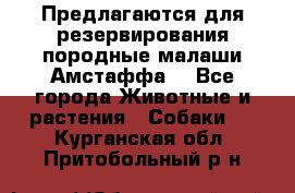 Предлагаются для резервирования породные малаши Амстаффа  - Все города Животные и растения » Собаки   . Курганская обл.,Притобольный р-н
